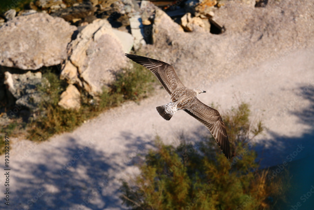 Obraz lanskape with flying seagull
