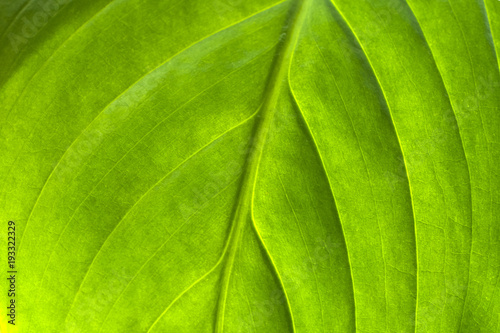Green leaf close-up. Texture for design