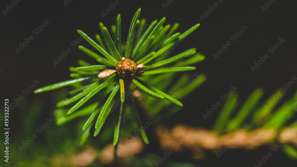Blooming Branch of Pine Tree E, Captured at Somerset England, Macro Split Toning Shallow Depth of Field Nature Photography, Winter Feb 2018 Blooming Branch of Pine Tree E, Captured at Somerset England, Macro Split Toning Shallow Depth of Field Nature Photography, Winter Feb 2018