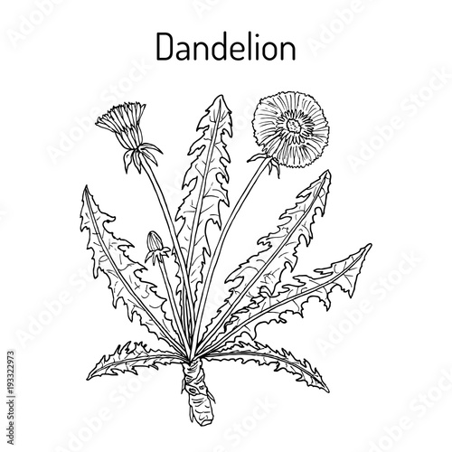 Common dandelion Taraxacum officinale , medicinal plant