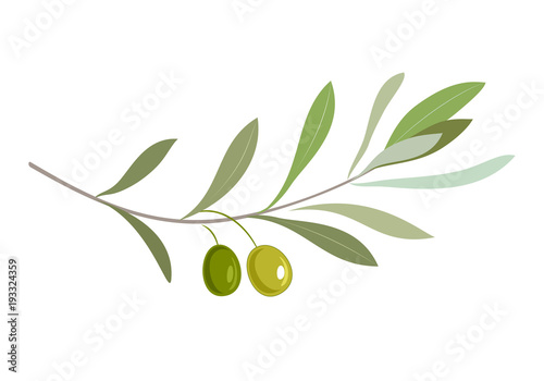Olive oil label or logo for farm store or market. Olive branch with leaves and olives. Retro emblem organic olive oil vector illustration isolated on white background.