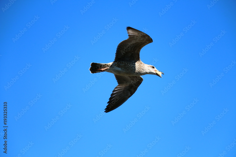 Obraz premium seagull in the blue sky
