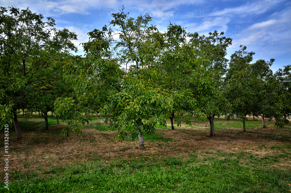 Walnut tree with green fruits
