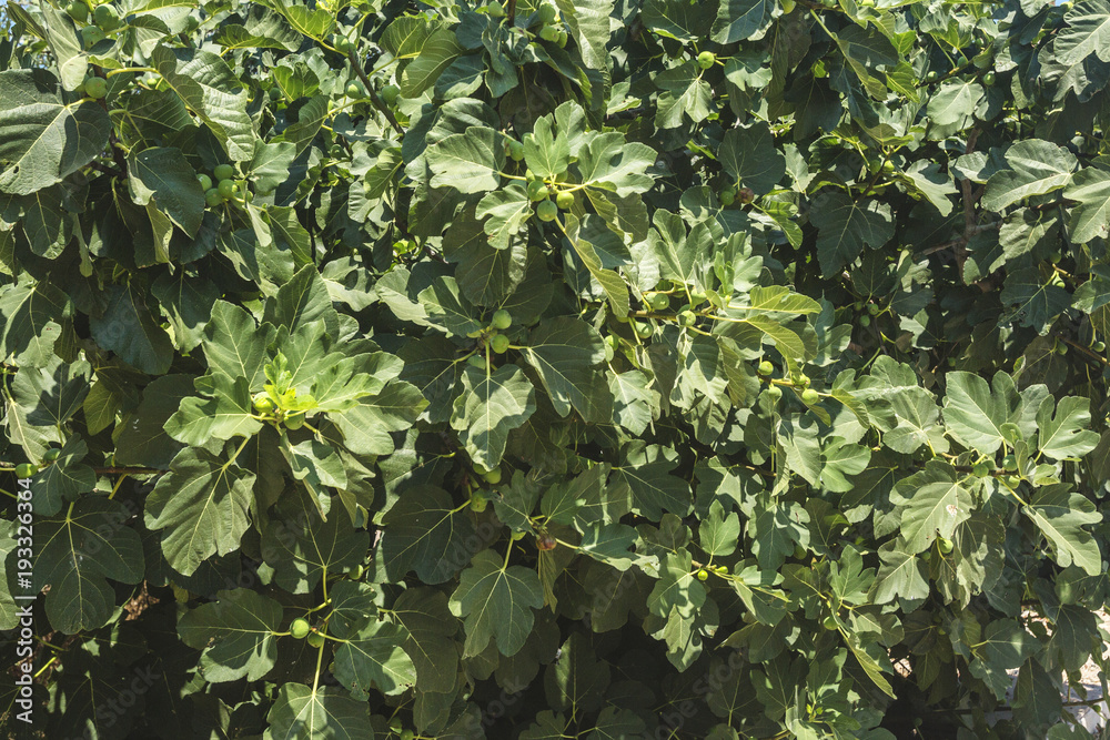 Obraz premium Fig tree with unripe fruits