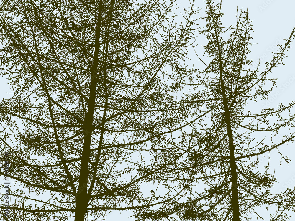 Obraz premium Silhouettes of the spruce trees in the wood