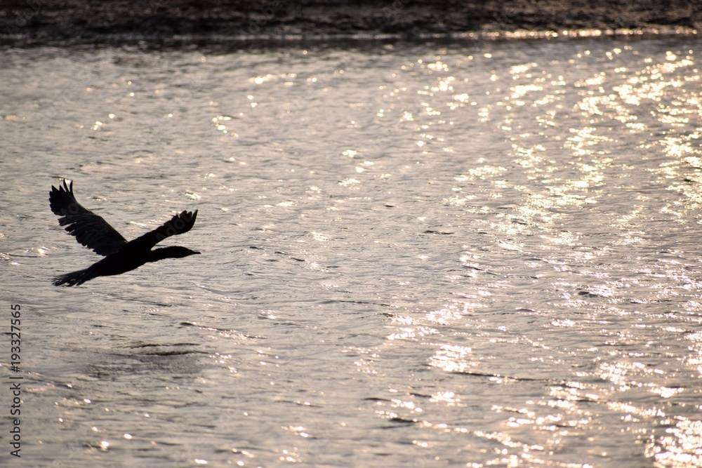 Bird Flying over Shiny River from Sunlight 
