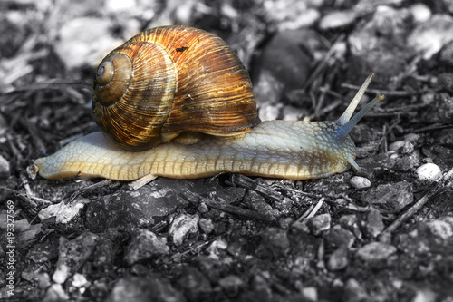 snail with a large beautiful shell is creeping along the road.