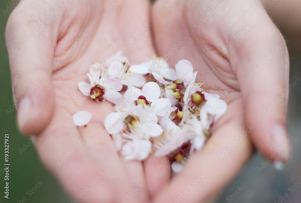 Sakura flower or cherry in the park. Female hands in flowers Sakuryu. Sakura is a blooming garden.