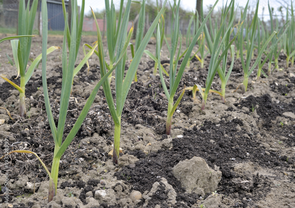 Garlic