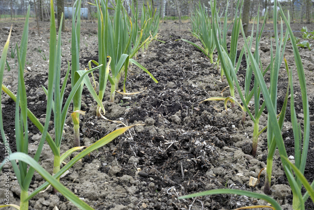 Garlic