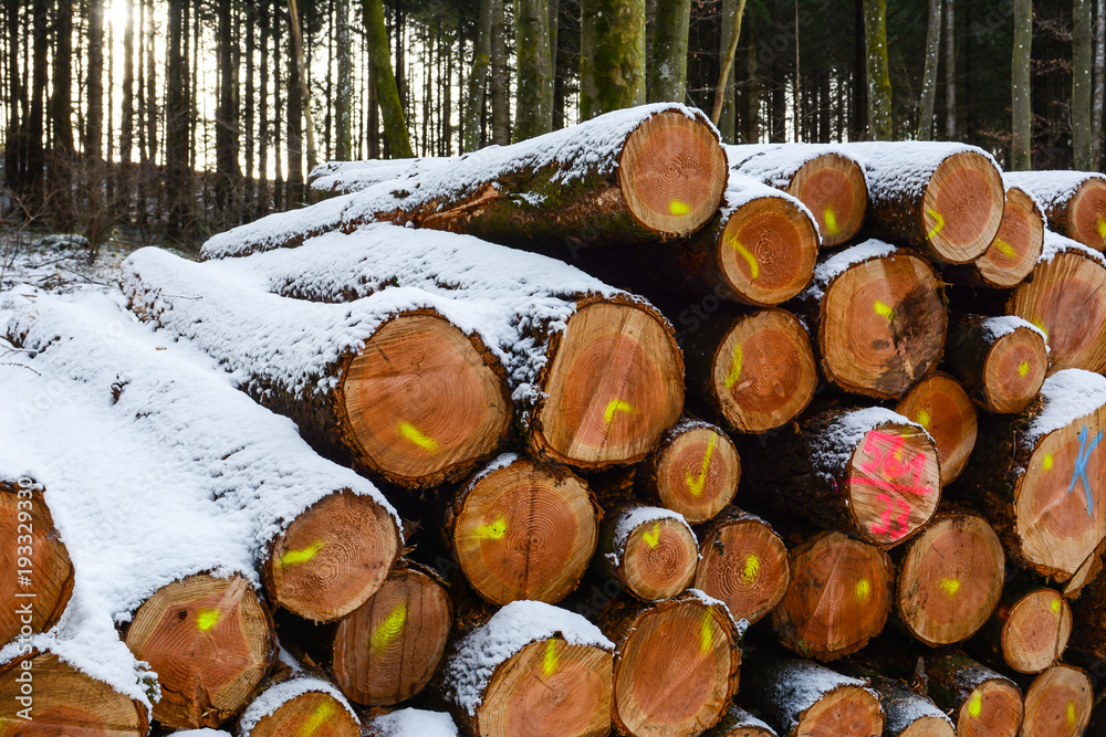 Holzstapel im Wald