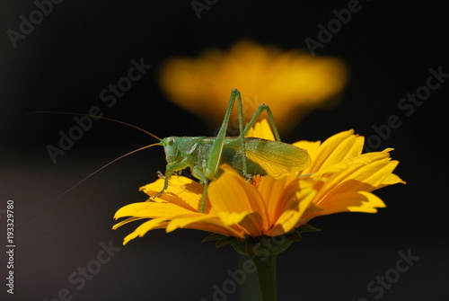 Grasshopper © Inga Kļaviņa