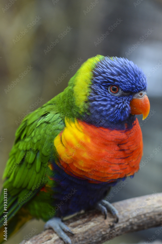 Rainbow lorikeet