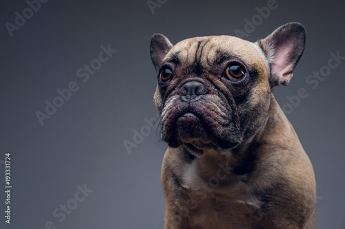 Cute pug portrait sitting in gray Background. © Fxquadro