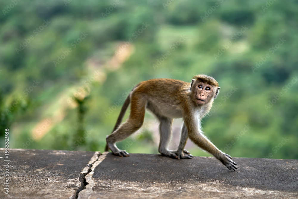 Obraz premium Macaca monkey outdoors