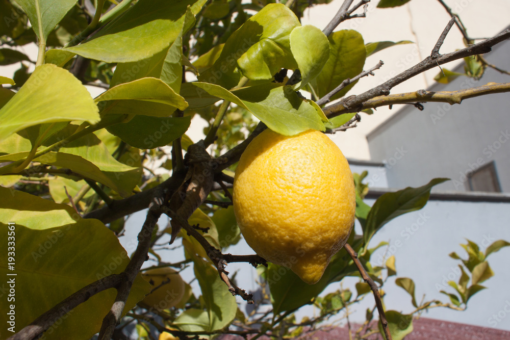 Ripe lemon on a tree branch