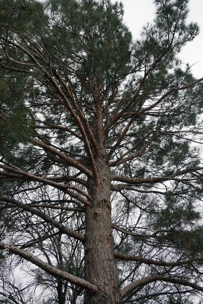 Grand Old Pine Tree Grand Old Pine Tree