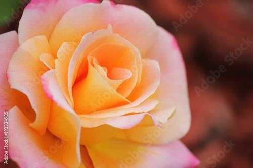 Tropicana Rose 