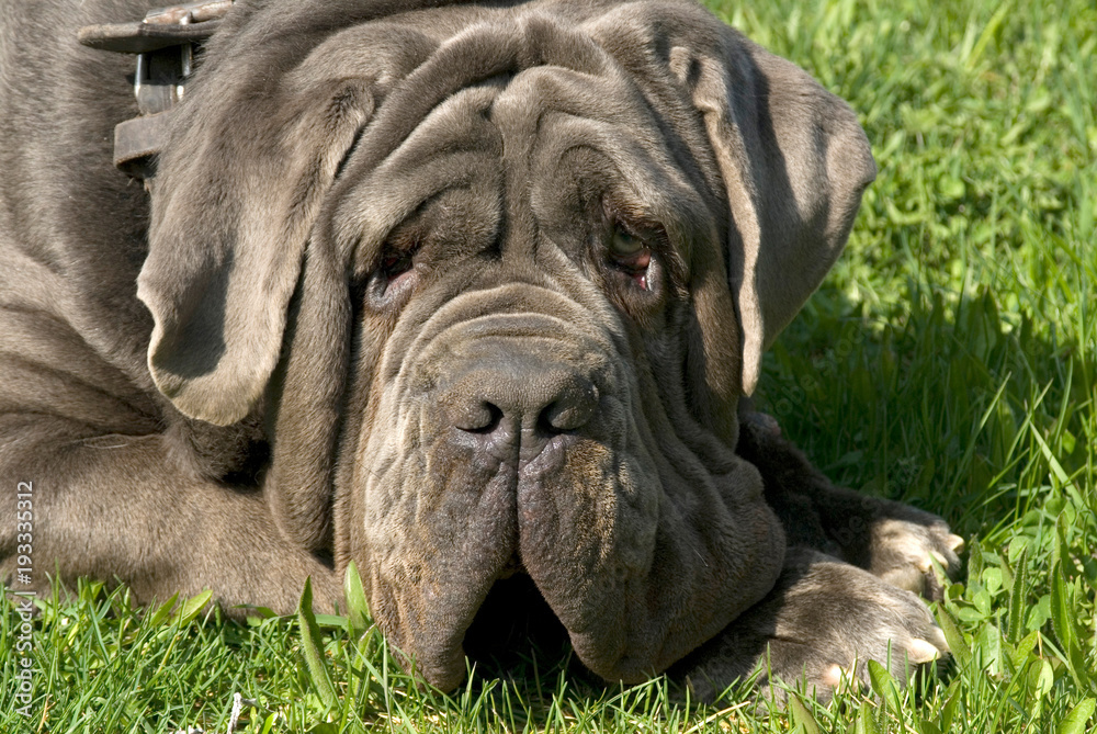 Mastino Napoletano liegt faul in einer Wiese Stock Photo Adobe Stock