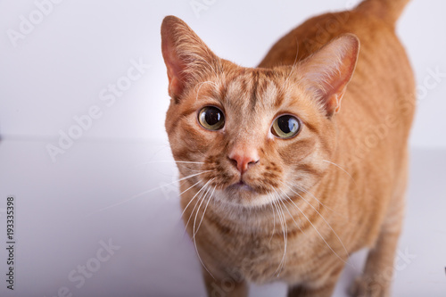 Cute close up of orange tabby cat  © Rebecca