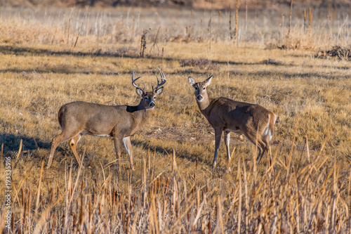 A White-tail Deer Couple in a Field 