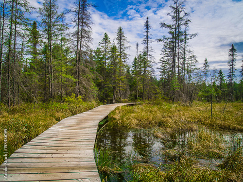 Pathway in Algonquin Park, Canada