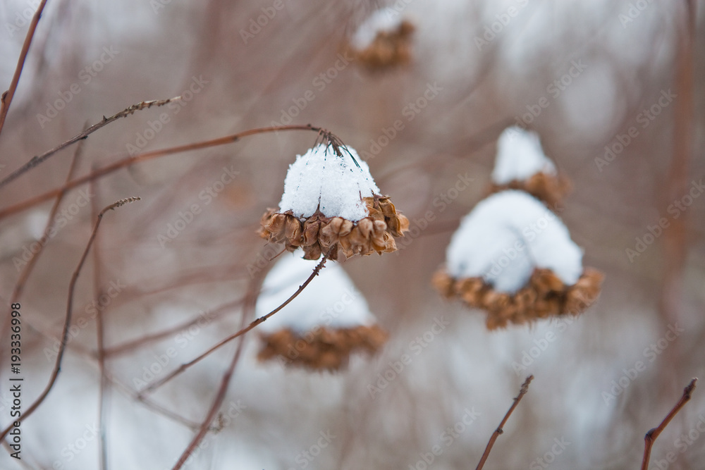 branches under the snow in the winter forest. graphic landscape branches under the snow in the winter forest. graphic landscape