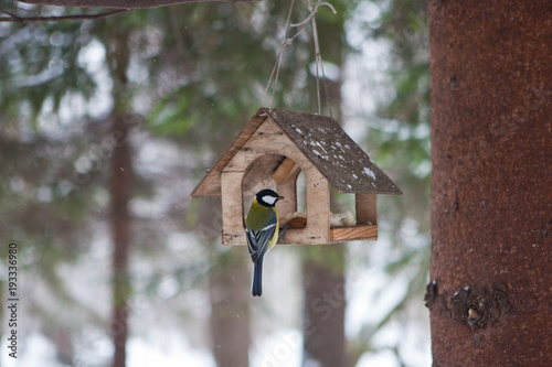 Little birds in the bird feeder in the winter snow forest Poster Mural XXL