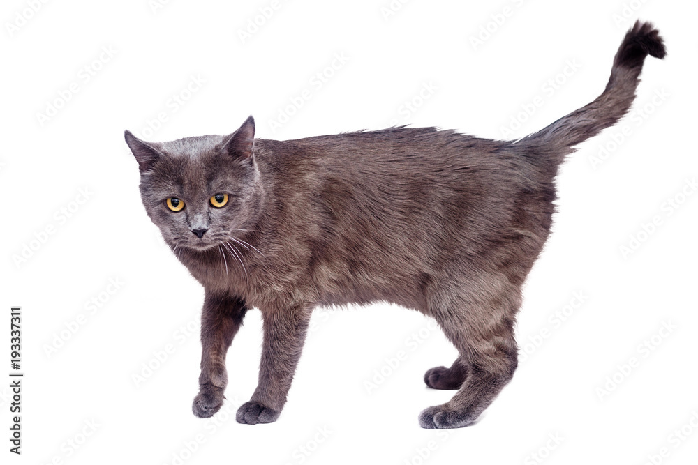 Gray cat with a serious look isolated on a white background Gray cat with a serious look isolated on a white background
