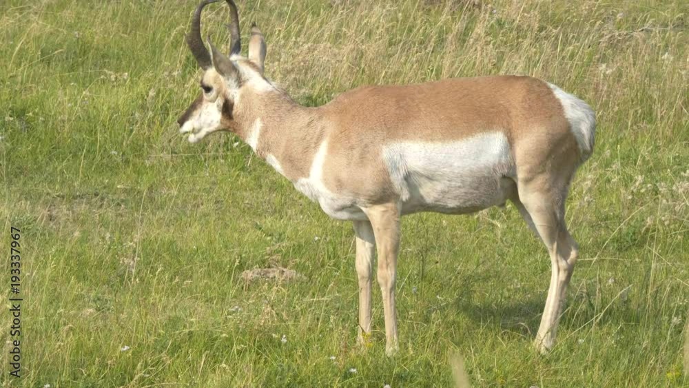 a side view of a pronghorn antelope grazing in the lamar valley of yellowstone national park, usa a side view of a pronghorn antelope grazing in the lamar valley of yellowstone national park, usa