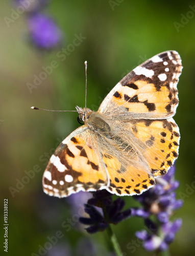 Painted Lady, Butterfly