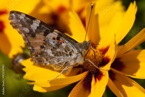 Painted Lady, Coreopsis, (Coreopsis lanceolata) photo