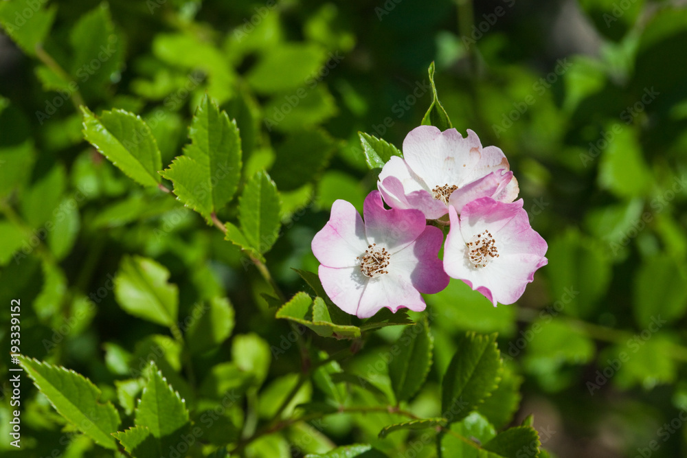 Obraz premium Burnet Rose (Rosa spinosissima)