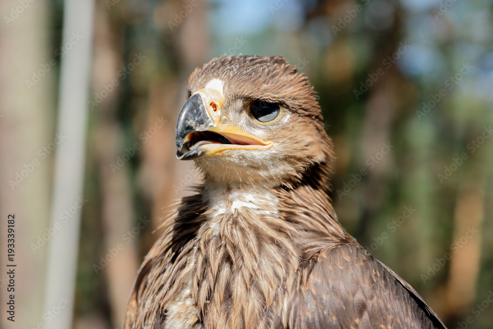 Fototapeta premium Falco cherrug, bird of prey