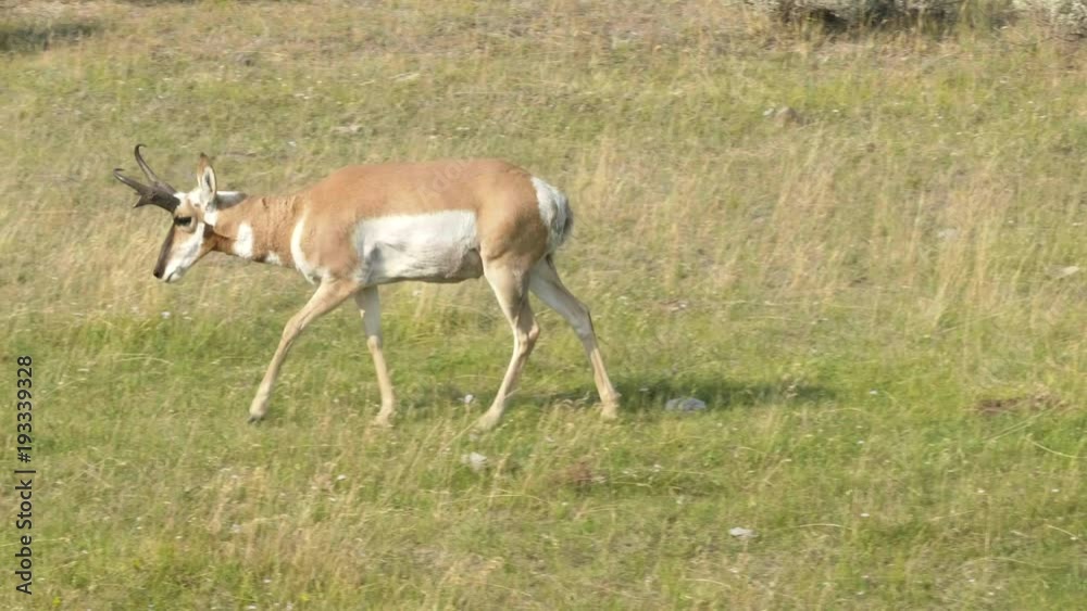 tracking shot of a pronghorn antelope walking in yellowstone national park, usa tracking shot of a pronghorn antelope walking in yellowstone national park, usa