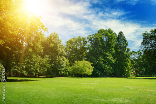 Fototapeta Naklejka Na Ścianę i Meble -  Bright summer sun illuminates park covered trees and grass