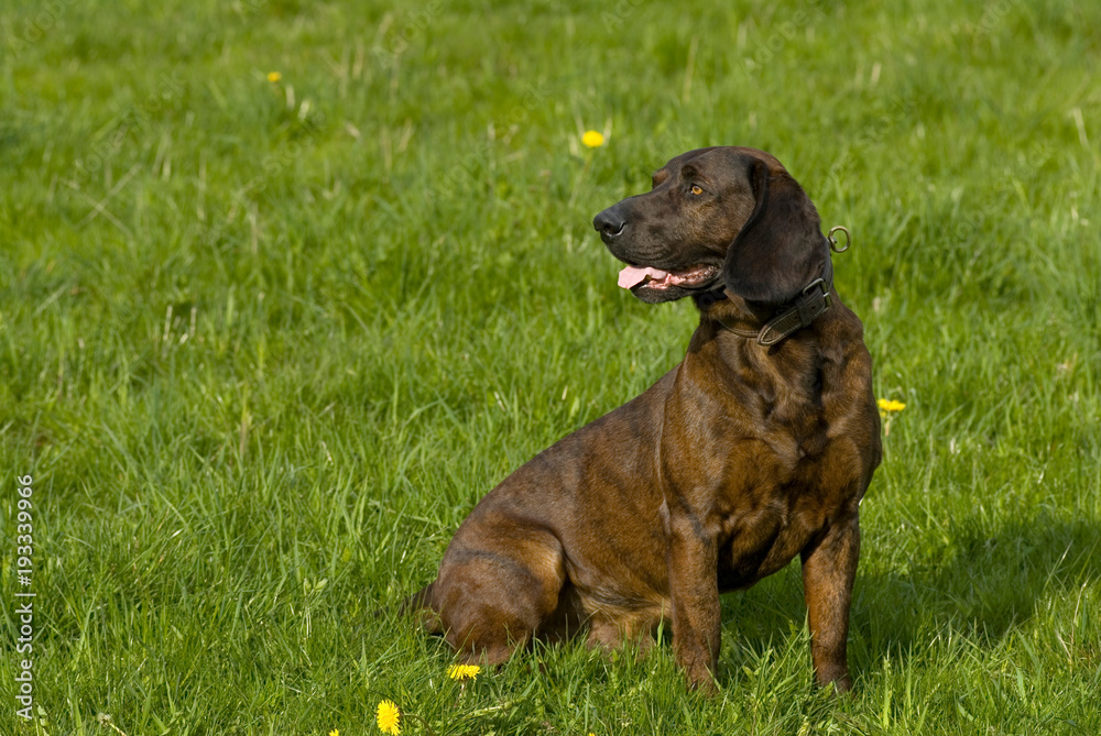 Hannoverscher Schweißhund" Images – Browse 22 Stock Photos, Vectors, and  Video | Adobe Stock