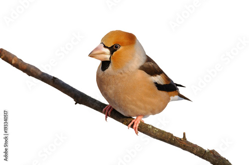 Fototapeta The hawfinch sitting on a branch (isolated on a white background)