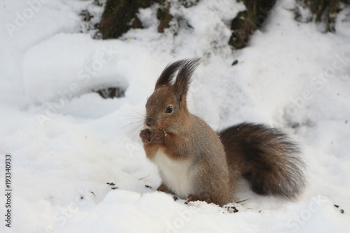 fluffy red squirrel on the snow in the park