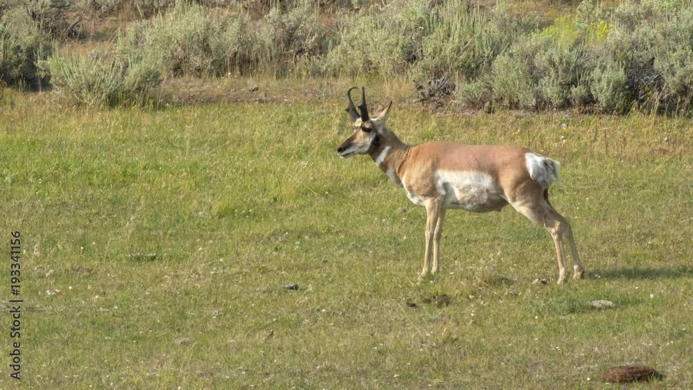 wide shot of a pronghorn antelope in yellowstone national park, usa wide shot of a pronghorn antelope in yellowstone national park, usa