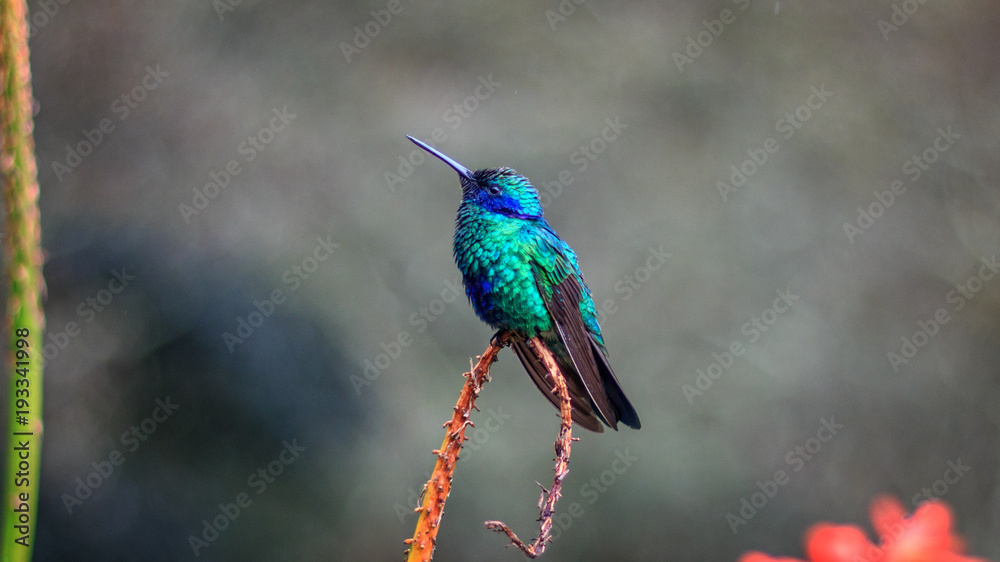 Hummingbird Hummingbird