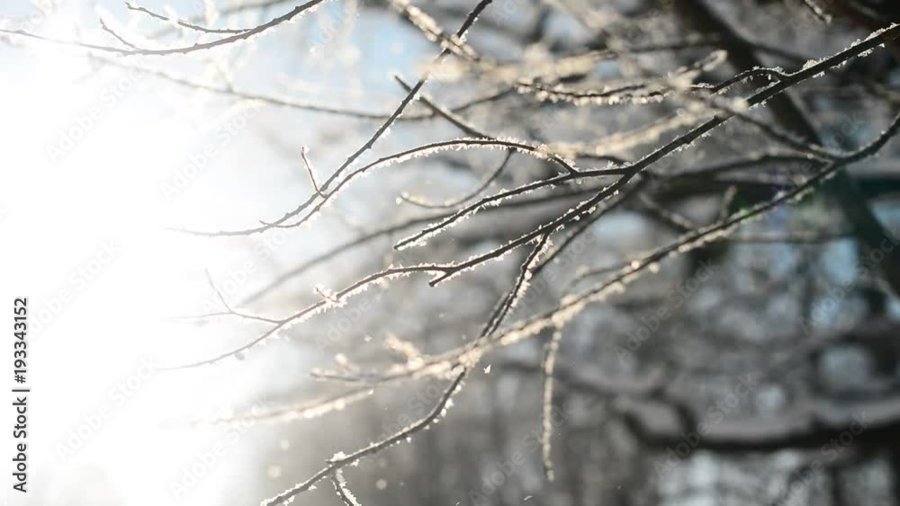 Snow falling on leafless branches of tree. Russian winter christmas season background in park Snow falling on leafless branches of tree. Russian winter christmas season background in park