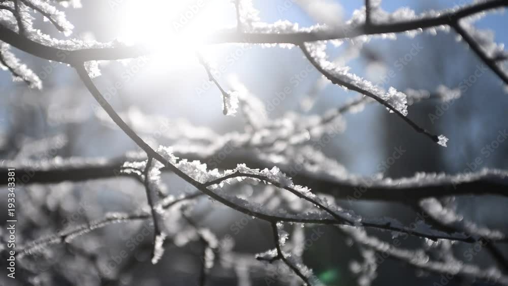 Snow falling on leafless branches of tree. Russian winter christmas season background in park Snow falling on leafless branches of tree. Russian winter christmas season background in park