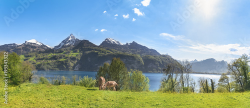 Swiss alpine scenery with the Alps - Beautiful summer panorama with the Swiss Alps mountains, the Walensee lake and green meadows with donkeys grazing the grass, in Quarten, Switzerland. photo