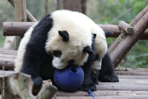 Fototapeta Naklejka Na Ścianę i Meble -  Little Panda Cub is Playing with A Blue Ball, Chengdu, China