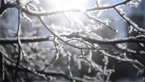 Wallpaper Mural Snow falling on leafless branches of tree. Russian winter christmas season background in park Torontodigital.ca