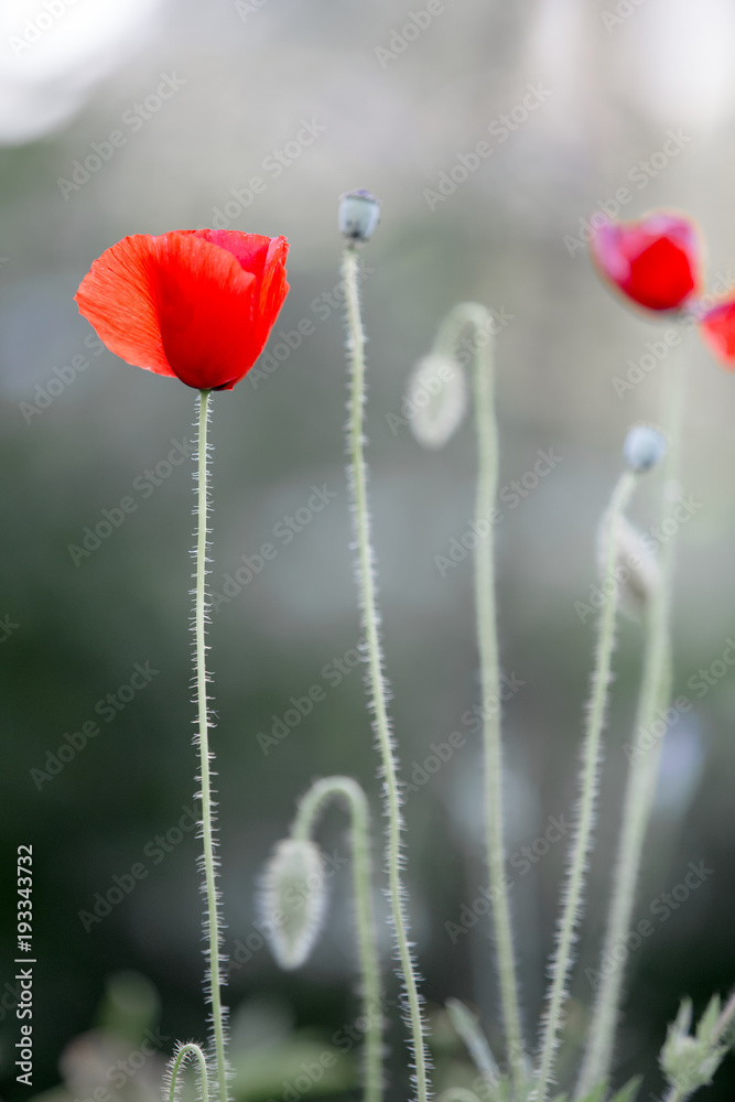 Obraz premium Mohn