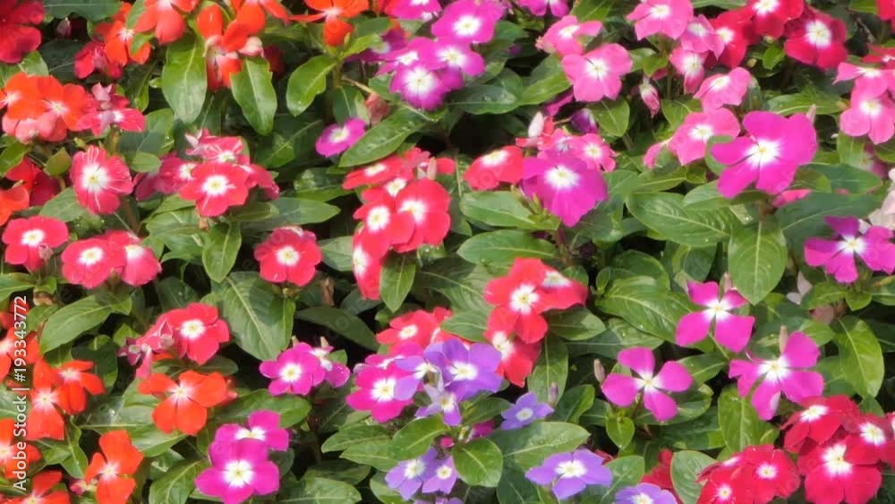 Panning of Catharanthus roseus flower in flower field. nature backgrounds. Panning of Catharanthus roseus flower in flower field. nature backgrounds.