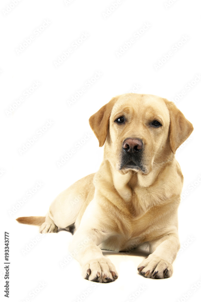 .Dog labrador breed on isolated background