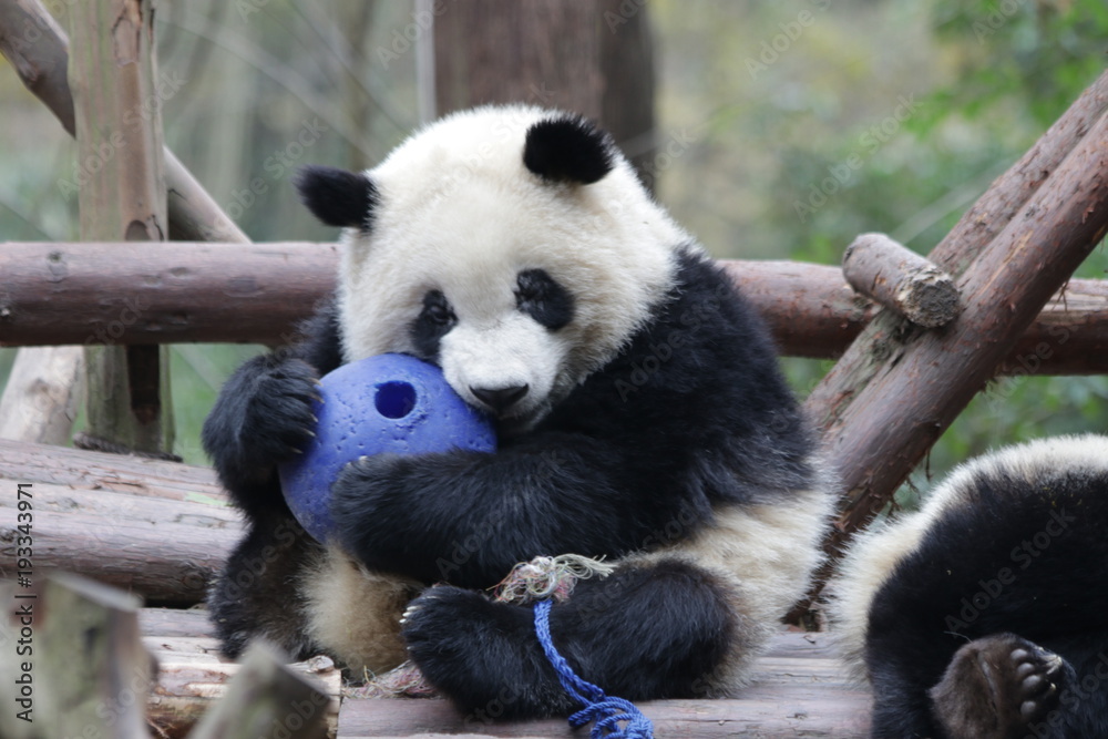 Obraz premium Little Panda Cub is Playing with A Blue Ball, Chengdu, China